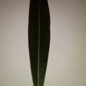 Photographie n°2110223 du taxon Nerium oleander L. [1753]