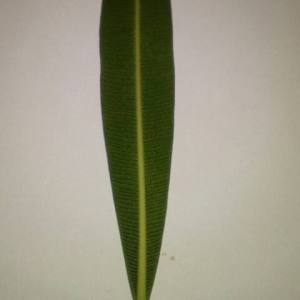 Photographie n°2110224 du taxon Nerium oleander L. [1753]