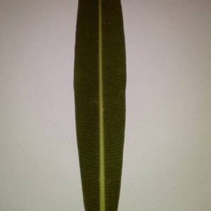 Photographie n°2110227 du taxon Nerium oleander L. [1753]
