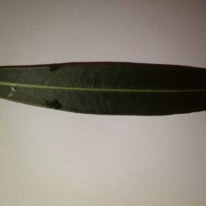 Photographie n°2110228 du taxon Nerium oleander L. [1753]