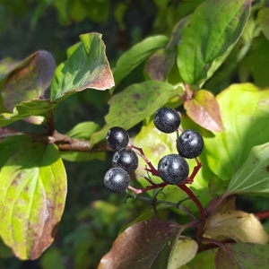 Photographie n°2110237 du taxon Cornus sanguinea L. [1753]