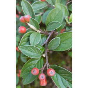 Cotoneaster pannosus Franch. (Silverleaf Cotoneaster)