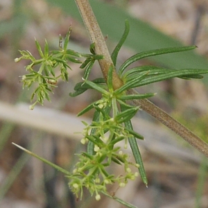 Photographie n°2110251 du taxon Galium verum L. [1753]