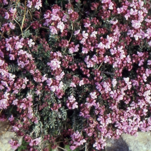 Photographie n°2110311 du taxon Thymus vulgaris L. [1753]