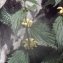  Liliane Roubaudi - Lamium galeobdolon (L.) L.