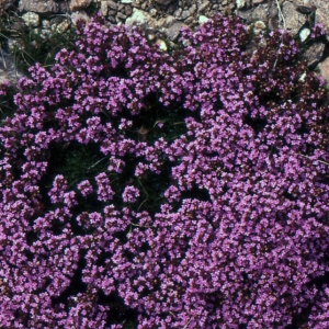 Photographie n°2110335 du taxon Thymus nervosus J.Gay ex Willk. [1893]