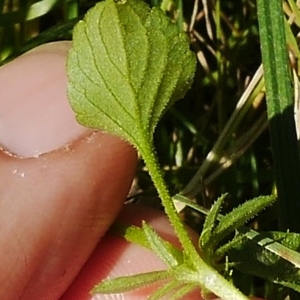 Photographie n°2110401 du taxon Viola arvensis Murray