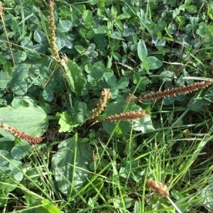 Photographie n°2110406 du taxon Plantago major L. [1753]