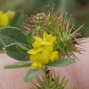 Photographie n°2110438 du taxon Medicago minima (L.) L. [1754]