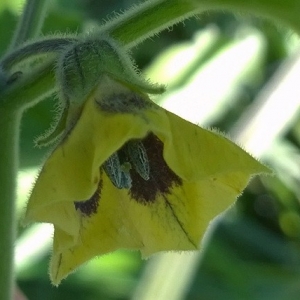 Photographie n°2110440 du taxon Physalis peruviana L. [1763]