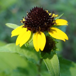  - Rudbeckia L. [1753]