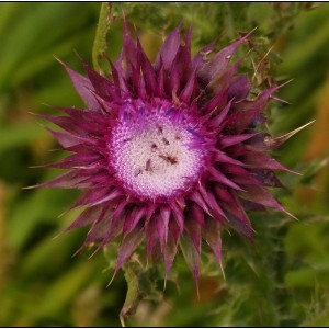 Photographie n°2110548 du taxon Carduus nutans L. [1753]