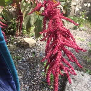 Photographie n°2110571 du taxon Amaranthus hybridus L. [1753]