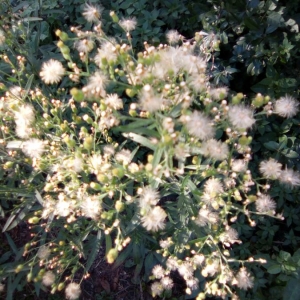 Photographie n°2110584 du taxon Erigeron canadensis L. [1753]