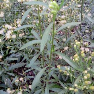 Photographie n°2110586 du taxon Erigeron canadensis L. [1753]