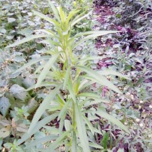 Photographie n°2110587 du taxon Erigeron canadensis L. [1753]