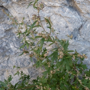 Photographie n°2110601 du taxon Artemisia vulgaris L. [1753]