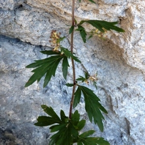 Photographie n°2110602 du taxon Artemisia vulgaris L. [1753]