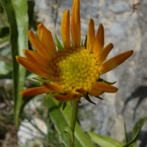 Photographie n°2110611 du taxon Buphthalmum salicifolium L. [1753]