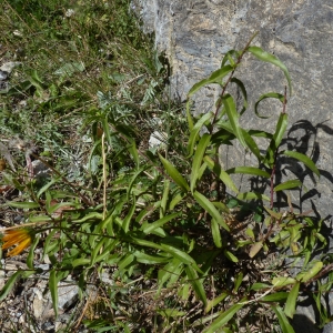Photographie n°2110613 du taxon Buphthalmum salicifolium L. [1753]