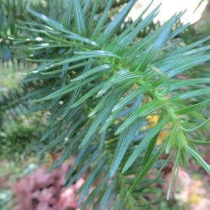 Photographie n°2110620 du taxon Cunninghamia lanceolata (Lamb.) Hook. [1827]