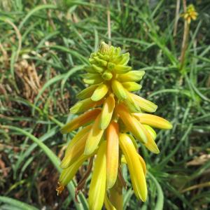 Photographie n°2110632 du taxon Aloe striatula Haw.