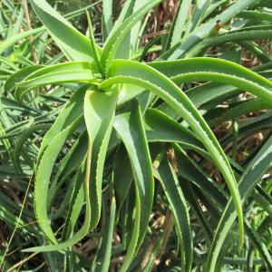 Photographie n°2110634 du taxon Aloe striatula Haw.