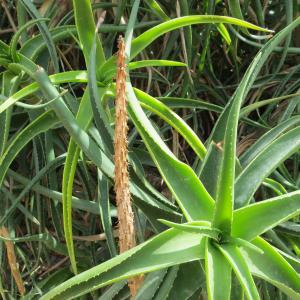 Photographie n°2110636 du taxon Aloe striatula Haw.