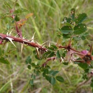 Photographie n°2110646 du taxon Rosa spinosissima L. [1753]