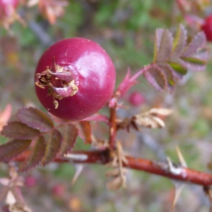 Photographie n°2110649 du taxon Rosa spinosissima L. [1753]