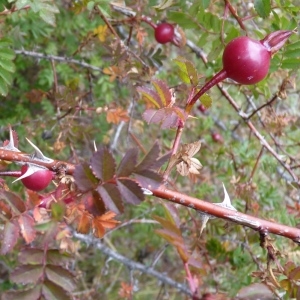 Photographie n°2110650 du taxon Rosa spinosissima L. [1753]