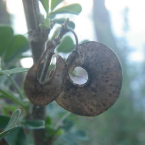 Photographie n°2110666 du taxon Medicago arborea L. [1753]