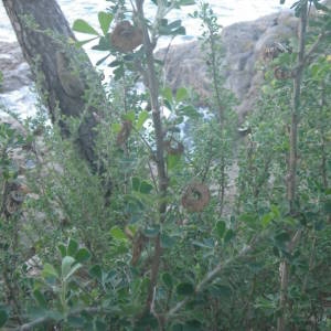 Photographie n°2110667 du taxon Medicago arborea L. [1753]