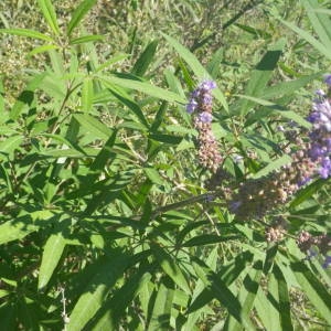 Photographie n°2110673 du taxon Vitex agnus-castus L. [1753]
