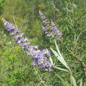 Photographie n°2110674 du taxon Vitex agnus-castus L. [1753]