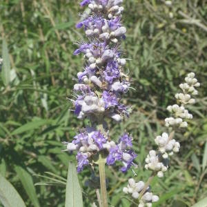 Photographie n°2110676 du taxon Vitex agnus-castus L. [1753]