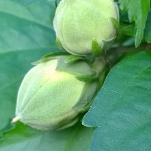 Photographie n°2110686 du taxon Hibiscus syriacus L. [1753]