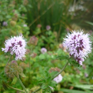 Photographie n°2110688 du taxon Mentha aquatica L.