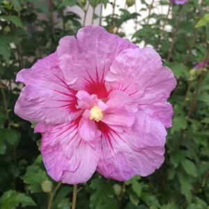 Photographie n°2110734 du taxon Hibiscus syriacus L. [1753]