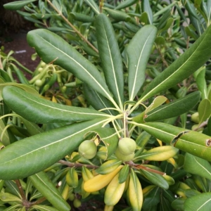 Photographie n°2110736 du taxon Pittosporum tobira (Thunb.) W.T.Aiton [1811]