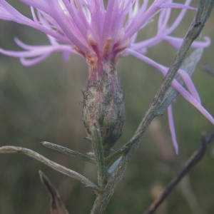 Photographie n°2110746 du taxon Centaurea paniculata L. [1753]