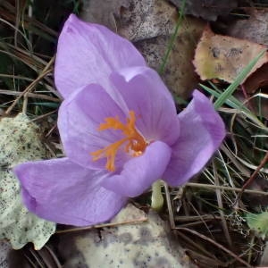 Photographie n°2110754 du taxon Crocus nudiflorus Sm. [1798]