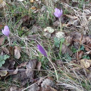 Photographie n°2110757 du taxon Crocus nudiflorus Sm. [1798]