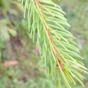 Photographie n°2110780 du taxon Picea abies (L.) H.Karst. [1881]