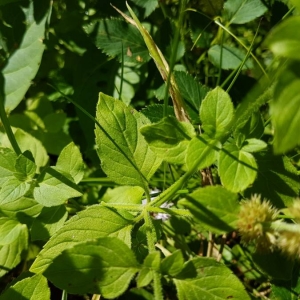 Photographie n°2110798 du taxon Mentha aquatica L. [1753]