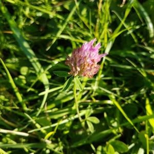 Photographie n°2110799 du taxon Trifolium pratense L. [1753]