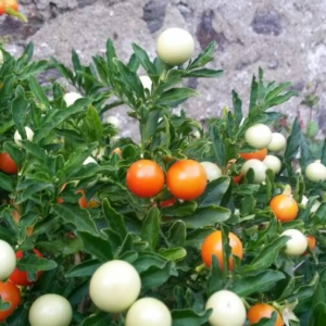 Photographie n°2110812 du taxon Solanum pseudocapsicum L. [1753]