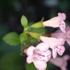 Photographie n°2110877 du taxon Clinopodium nepeta subsp. sylvaticum (Bromf.) Peruzzi & F.Conti [2008]