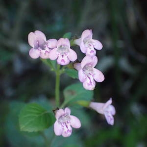 Photographie n°2110879 du taxon Clinopodium nepeta subsp. sylvaticum (Bromf.) Peruzzi & F.Conti [2008]