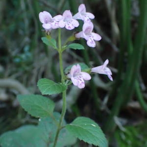 Photographie n°2110880 du taxon Clinopodium nepeta subsp. sylvaticum (Bromf.) Peruzzi & F.Conti [2008]